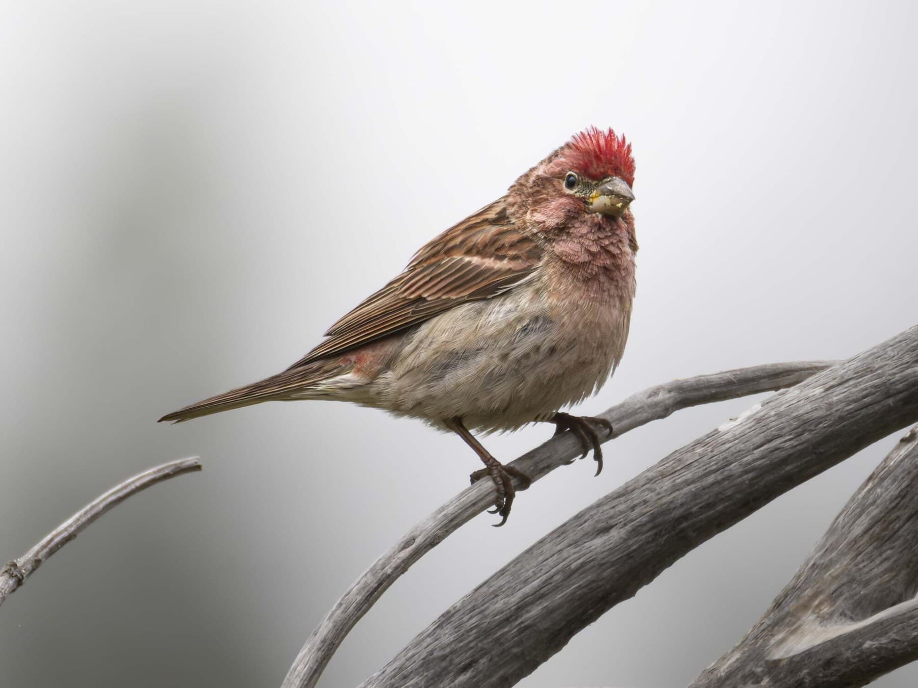 An adult male Cassin's Finch with his red crown feathers raised: the cap is far brighter than the rosy face and breast