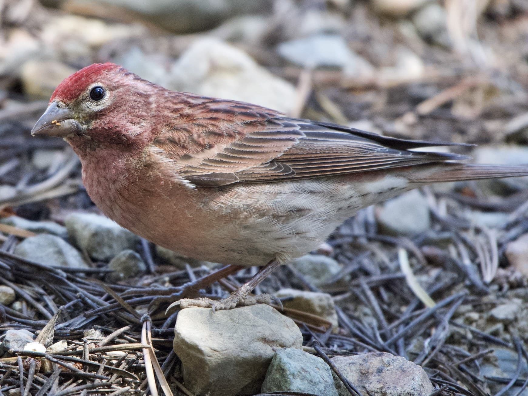 An adult male Cassin's Finch on pine needles: a bright red cap, a pale eye-ring, a long, nearly straight bill and a rosy throat and breast