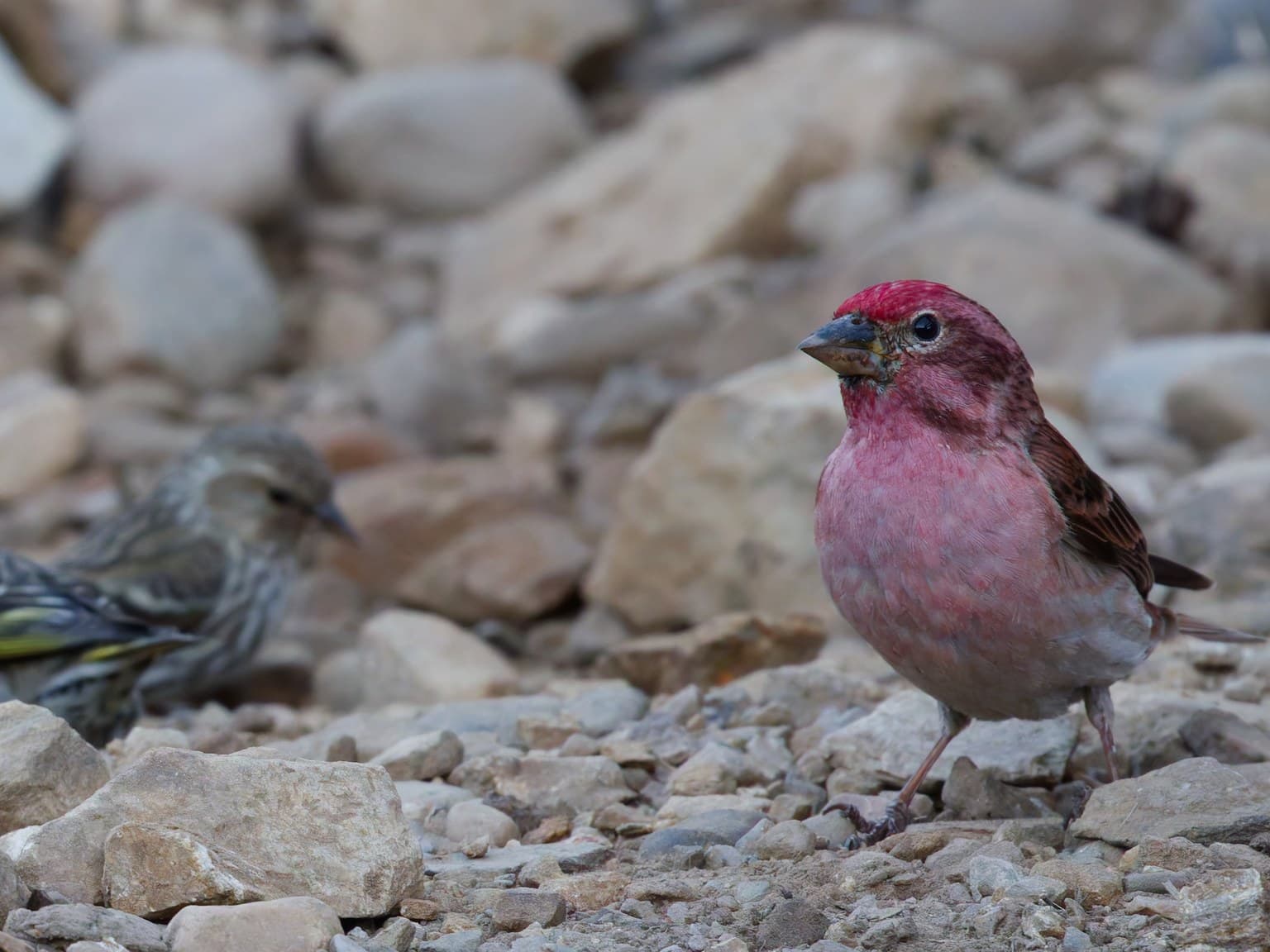 A male Cassin's Finch with a streaky Pine Siskin behind it, yellow showing in the siskin's wing