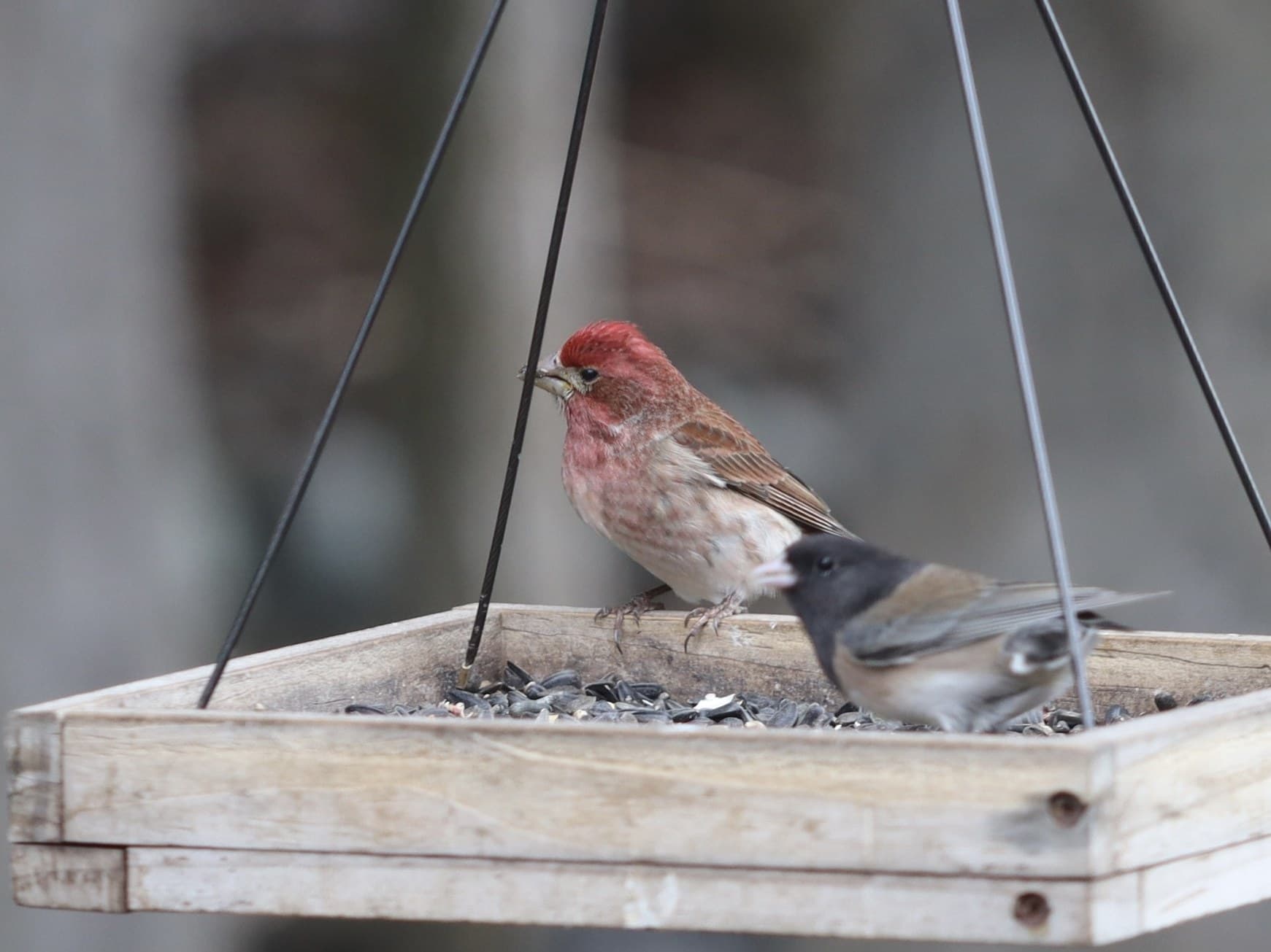 A male Cassin's Finch on a hanging platform feeder of black-oil sunflower seed, with a Dark-eyed Junco