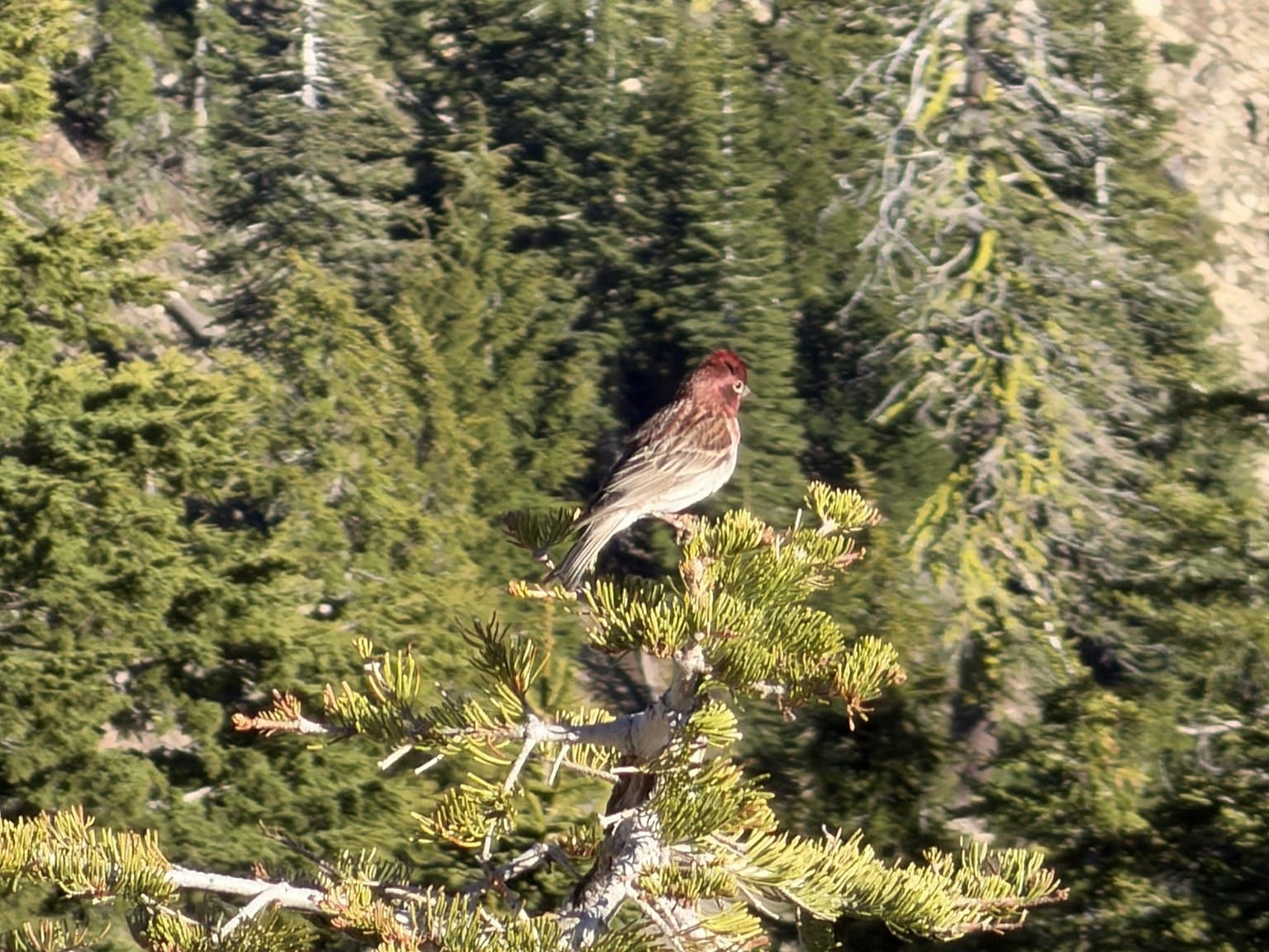 A male Cassin's Finch perched on top of a small conifer, with forested slopes behind, at Lassen Volcanic National Park, California