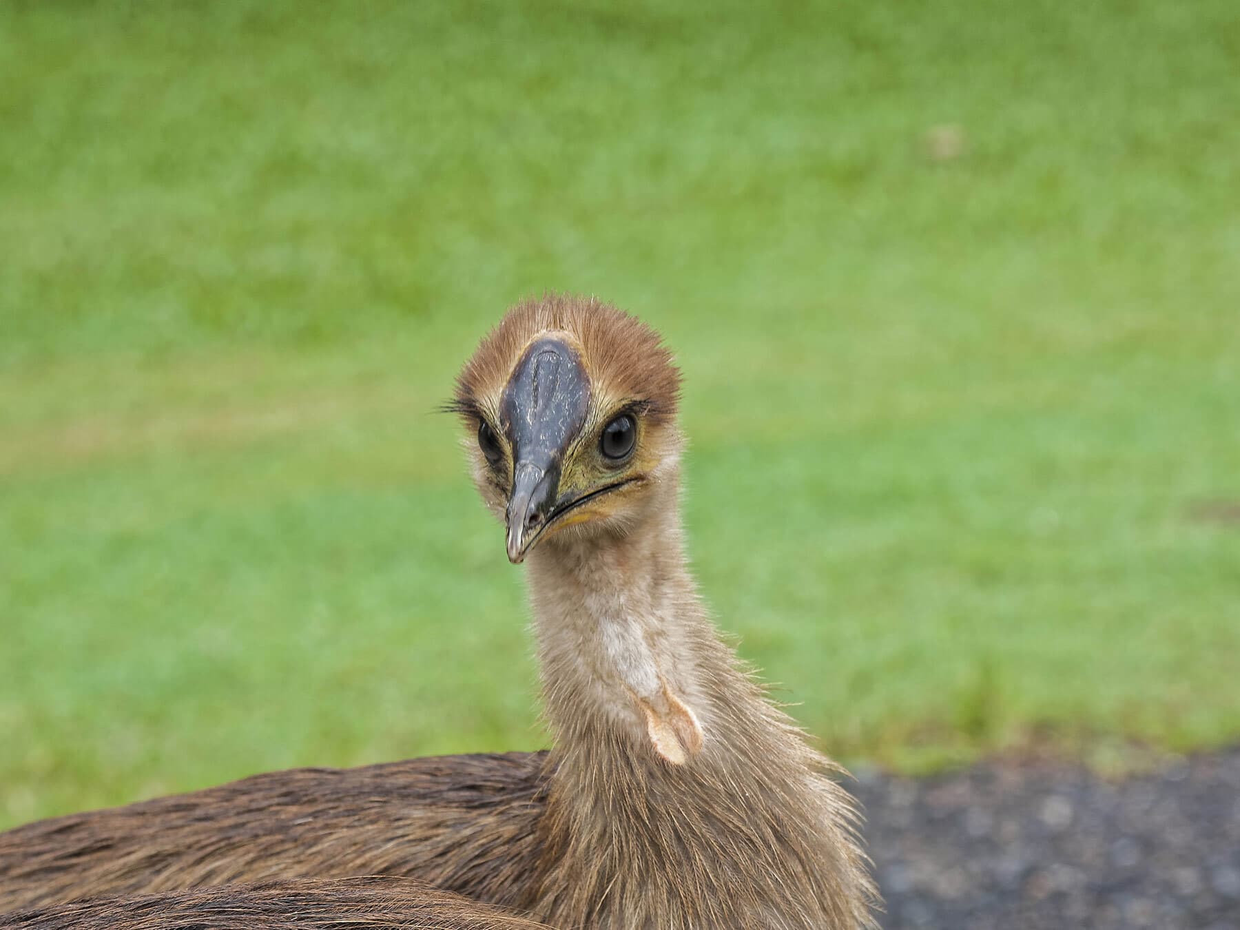 Cassowary chick
