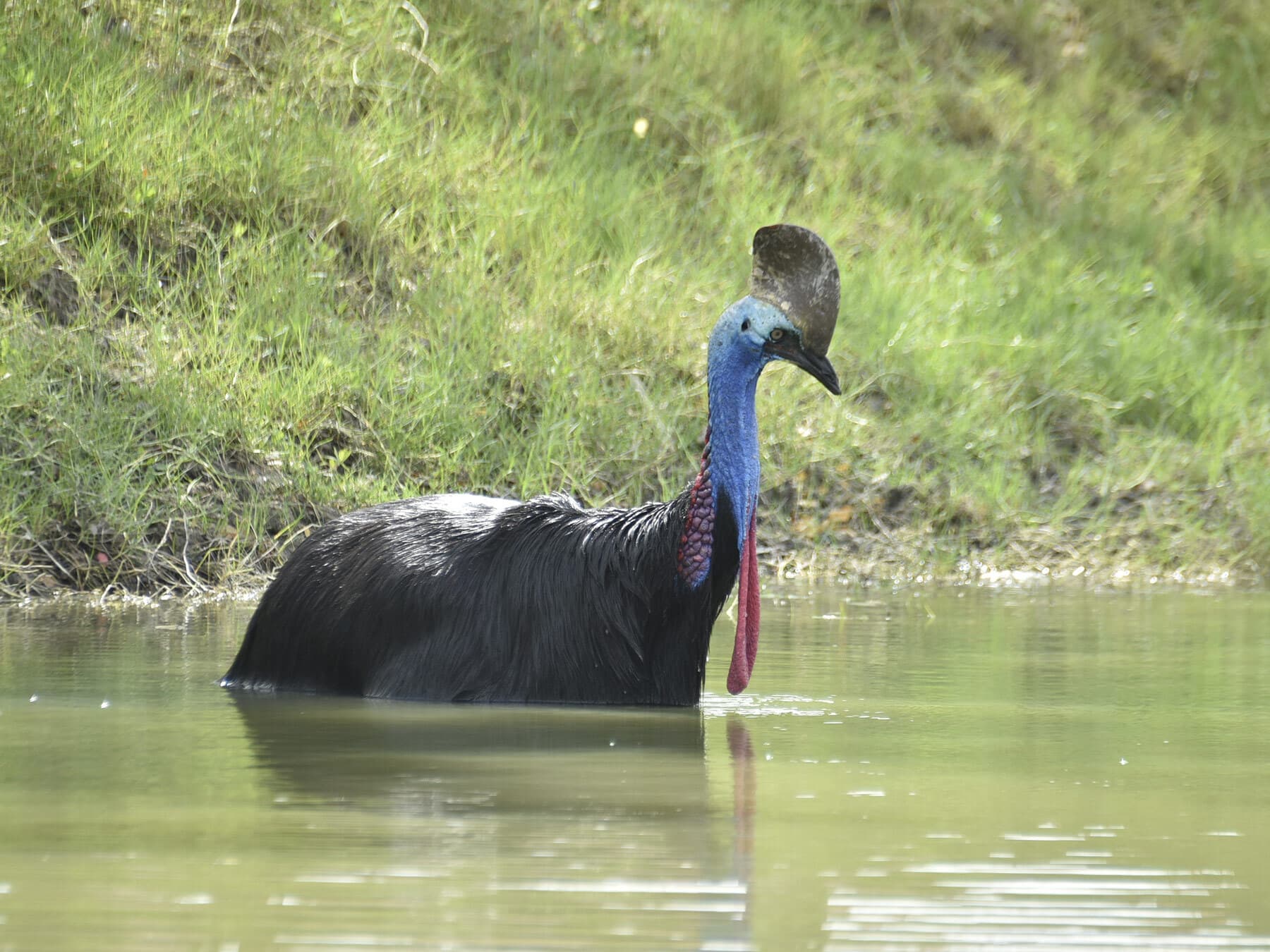 Cassowary in the river