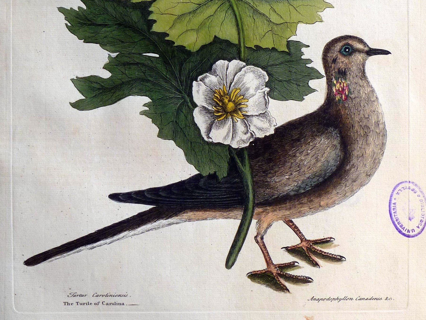 Mark Catesby's "Turtle of Carolina", from The Natural History of Carolina, Florida and the Bahama Islands (first volume dated 1731; this copy is from the 1754 edition).