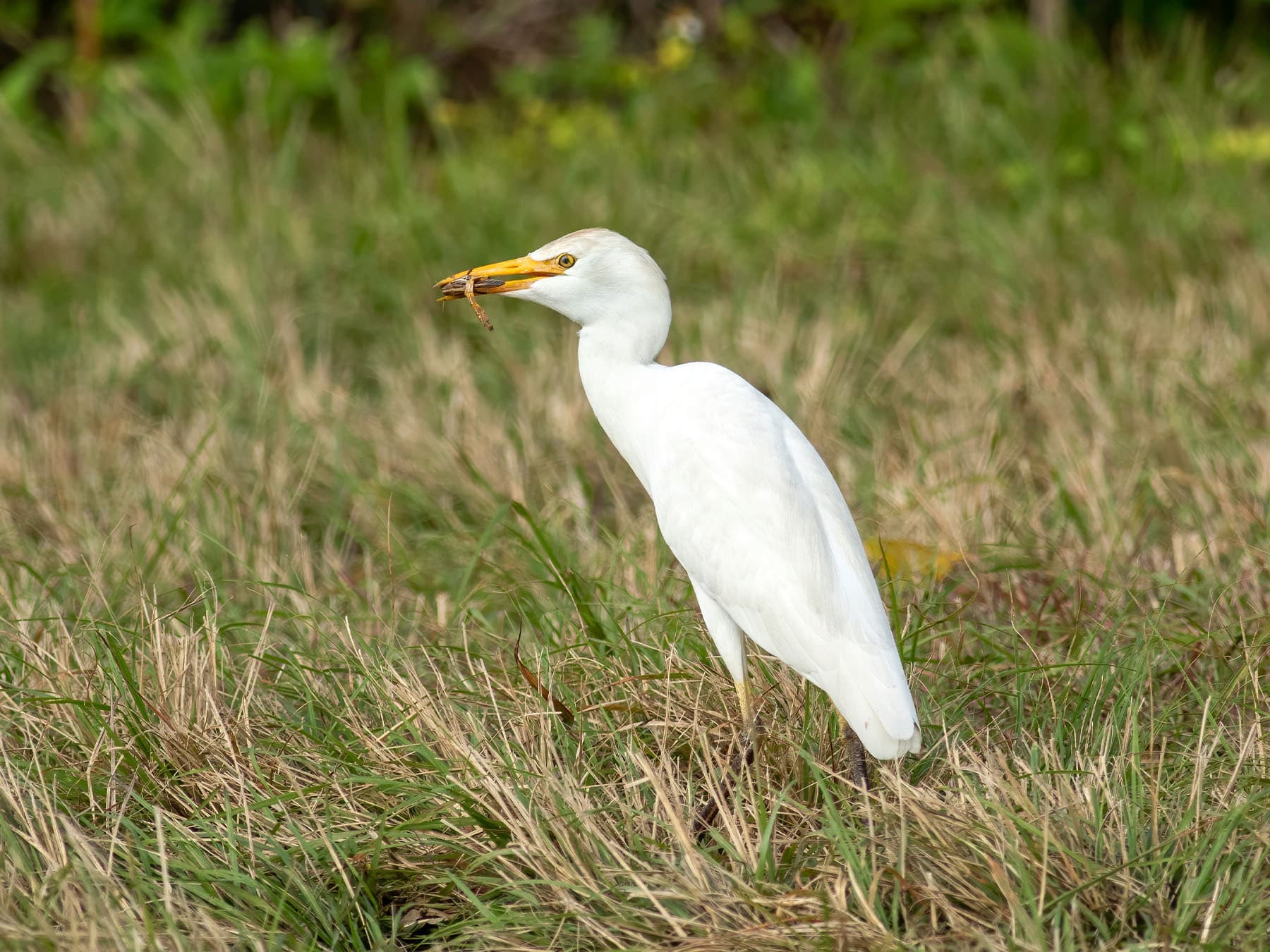 Cattle egret feeding on grasshopper