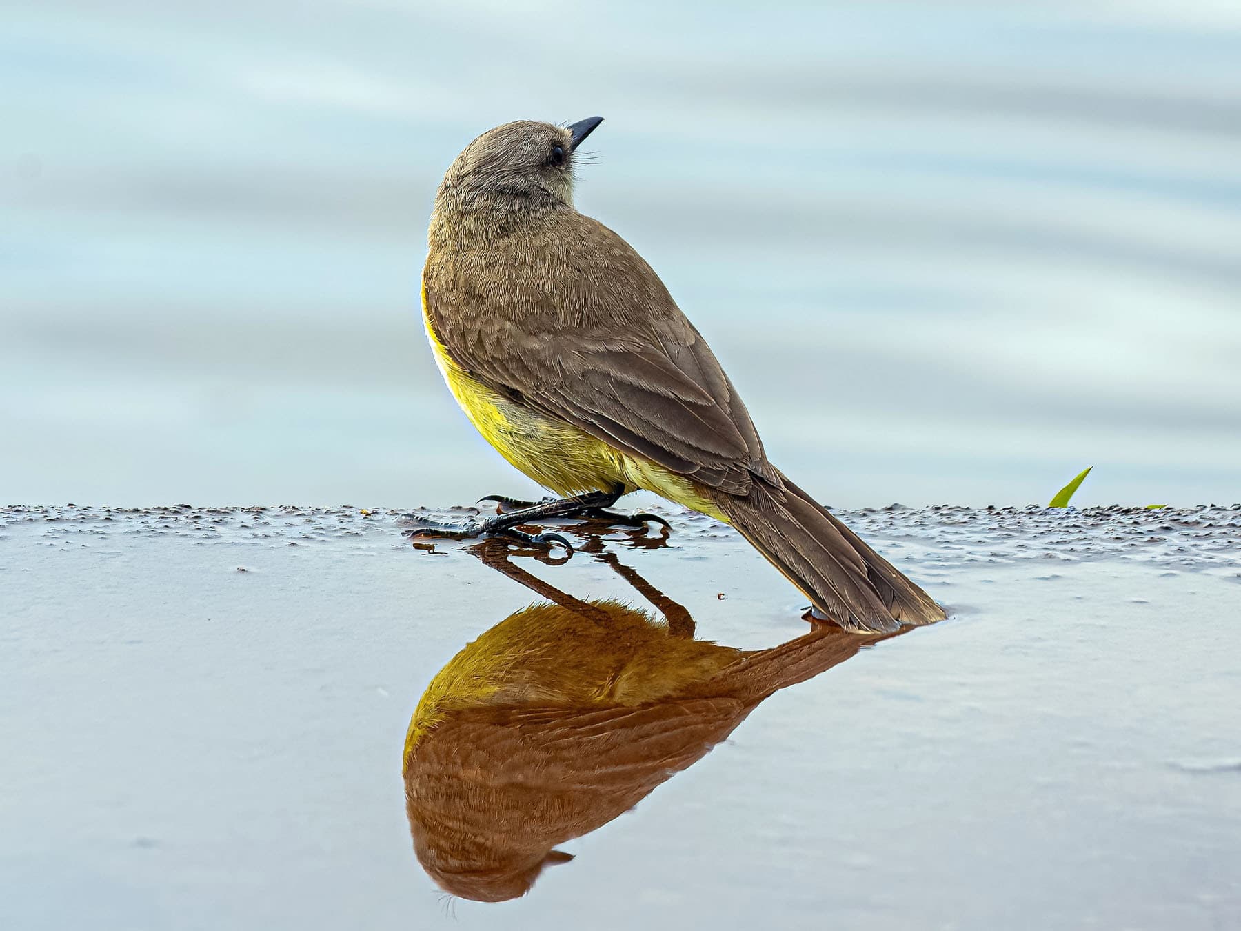 Cattle Tyrant standing in shallow water