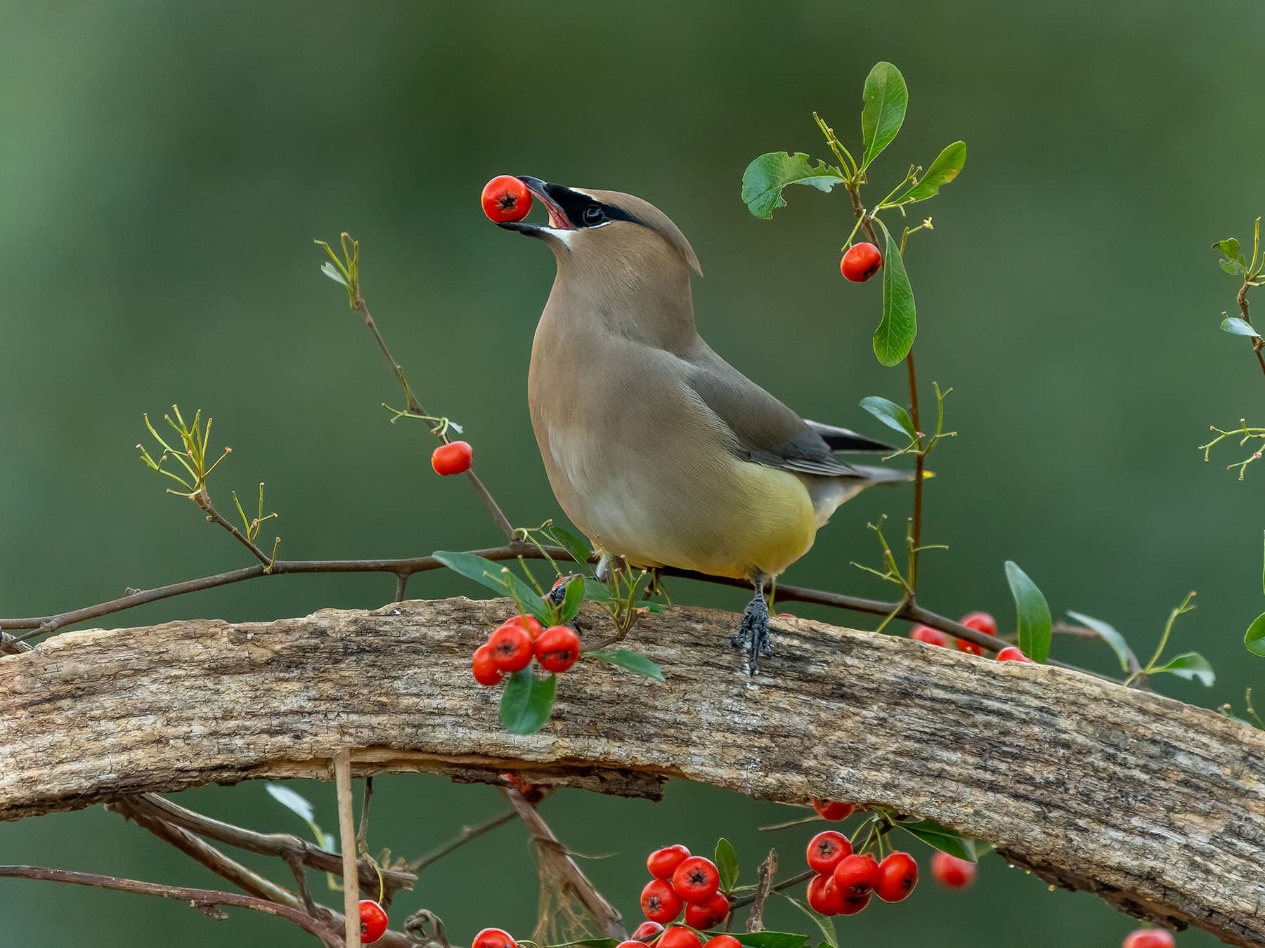 Cedar Waxwing eating red berries