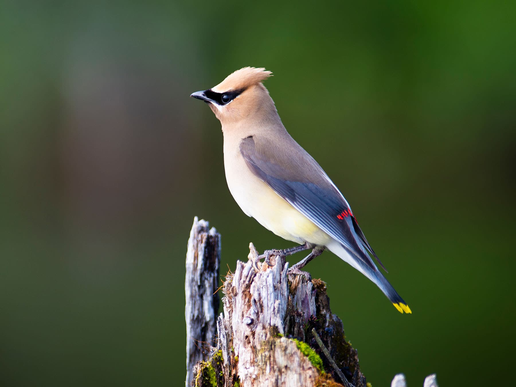 Waxwings