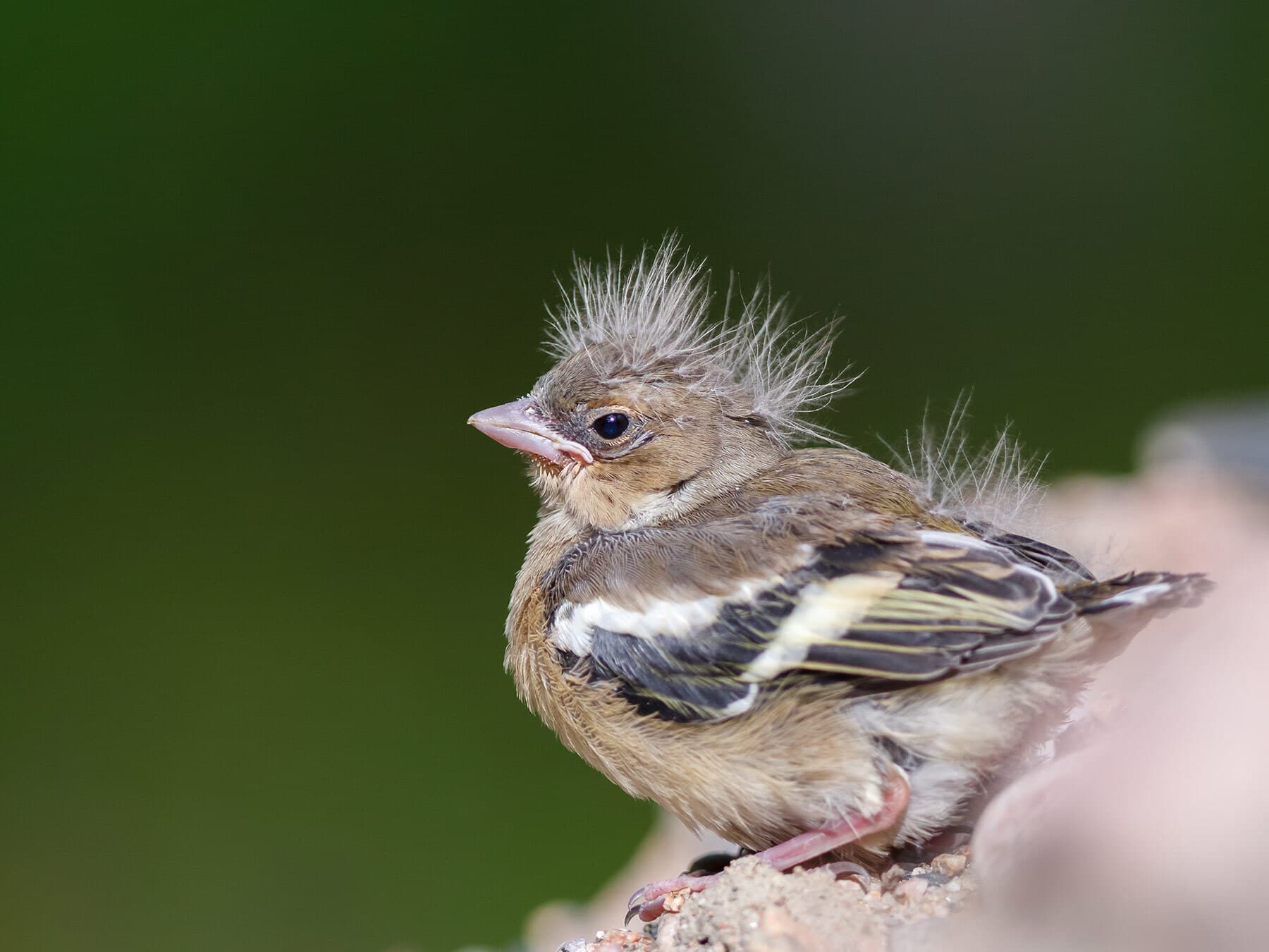 Chaffinch fledgling