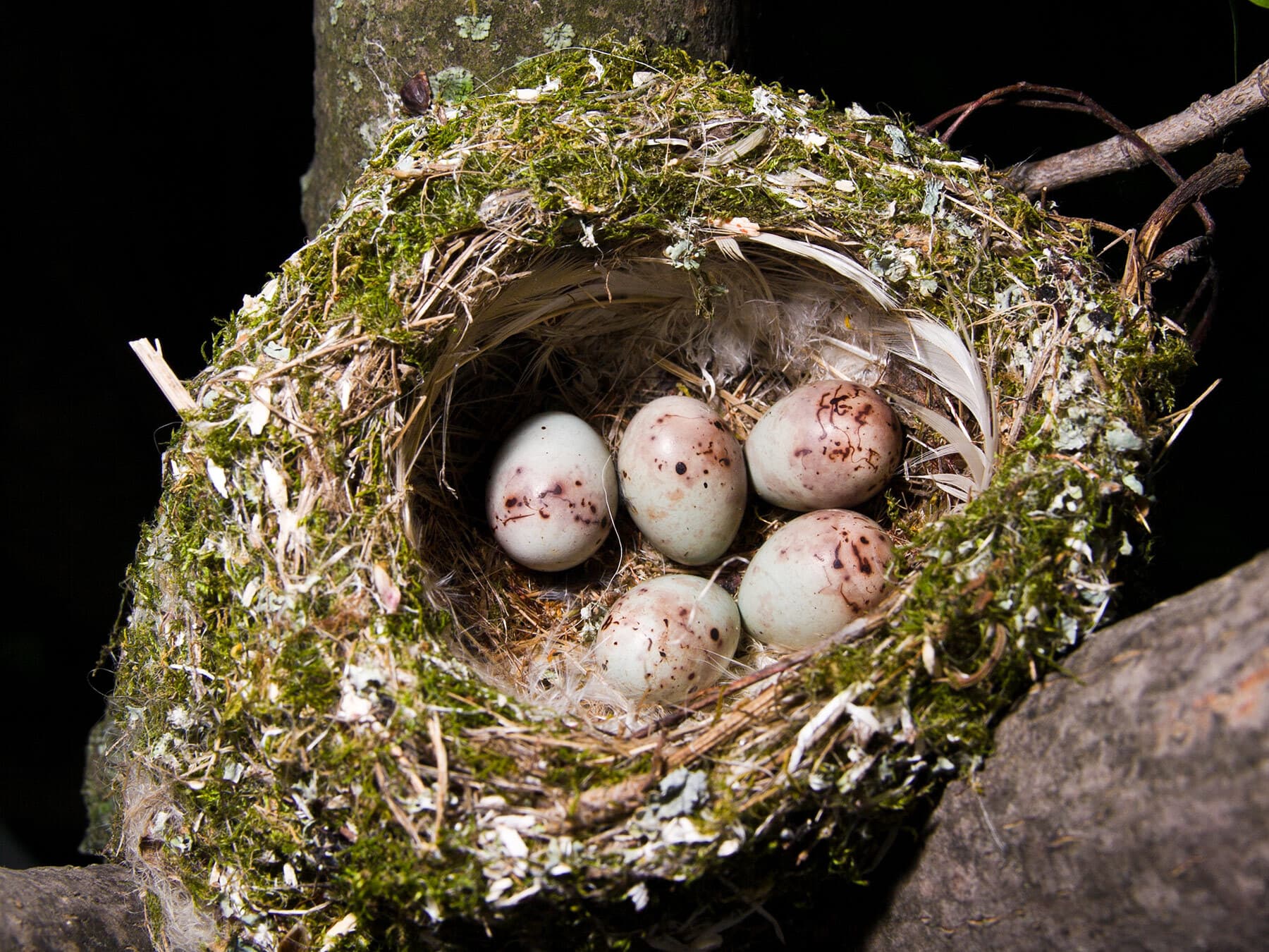 Chaffinch nest