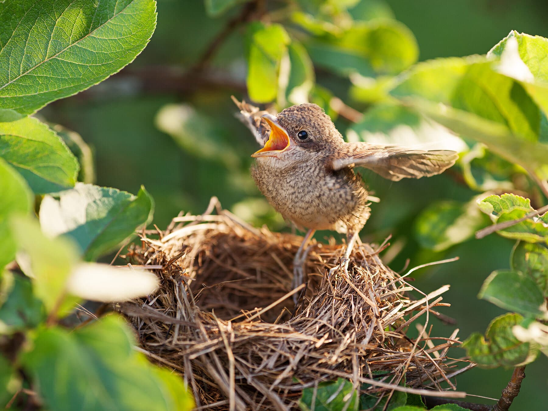 Chick practicing flapping wings