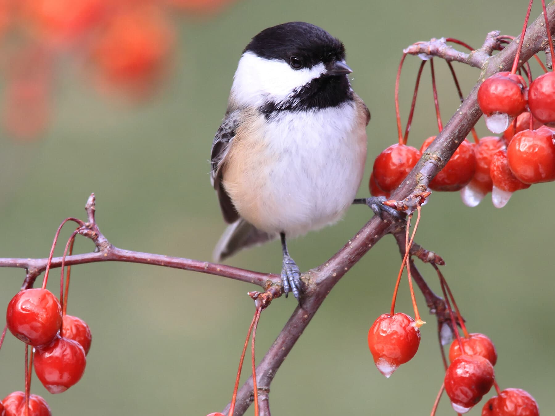 Chickadee eating berries in winter