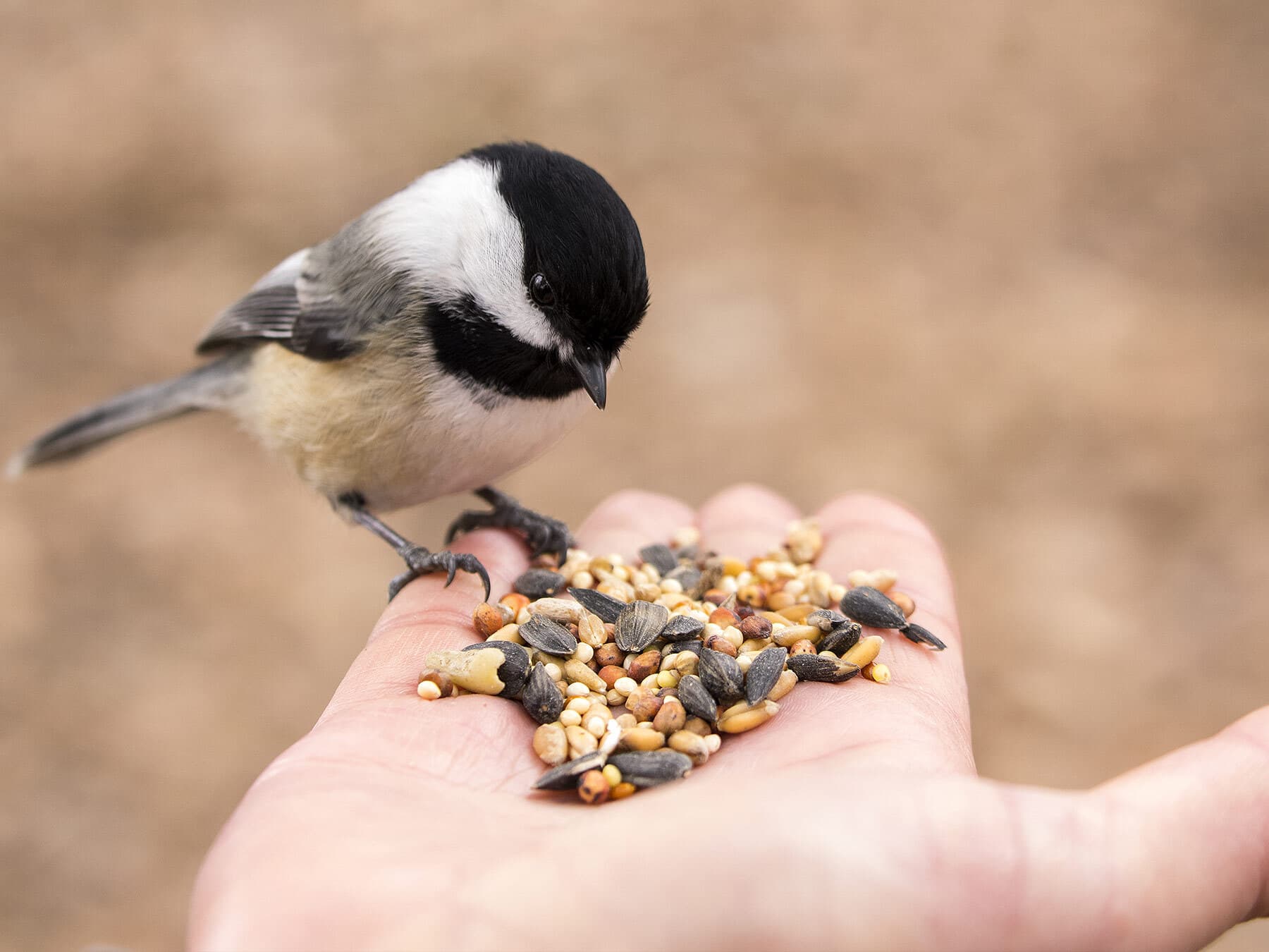 Chickadee eating from hand