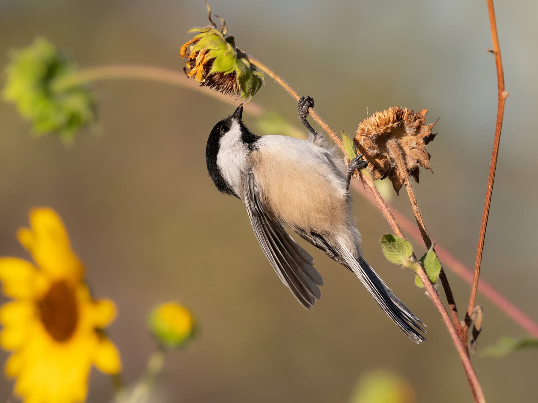 Chickadee eating sunflower seeds