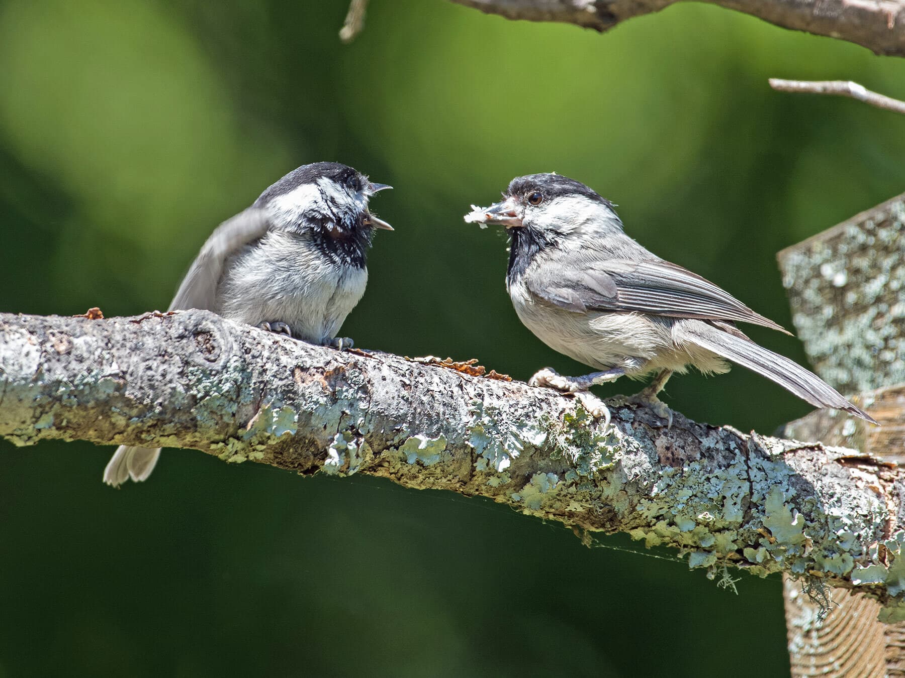 Chickadee feeding young chick
