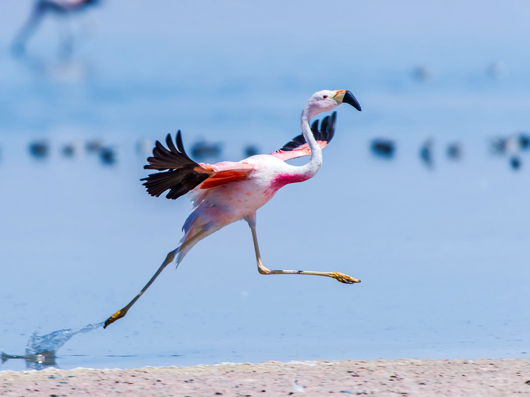 Chilean flamingo running during take off