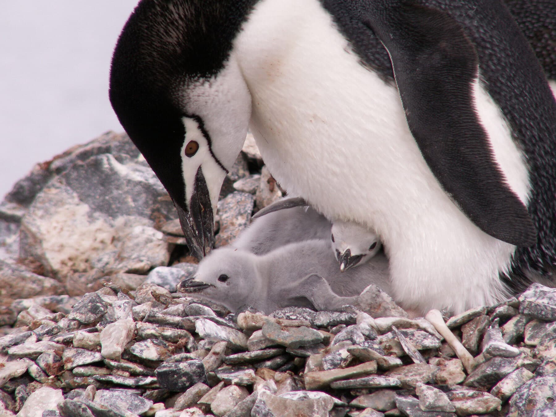Chinstrap penguin chicks