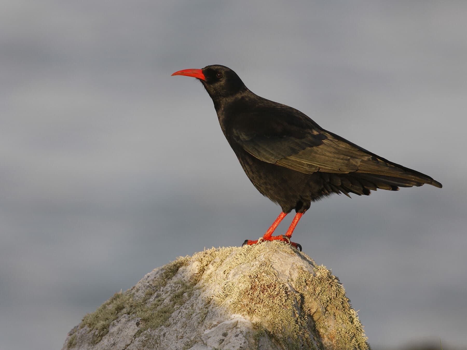 Chough 1