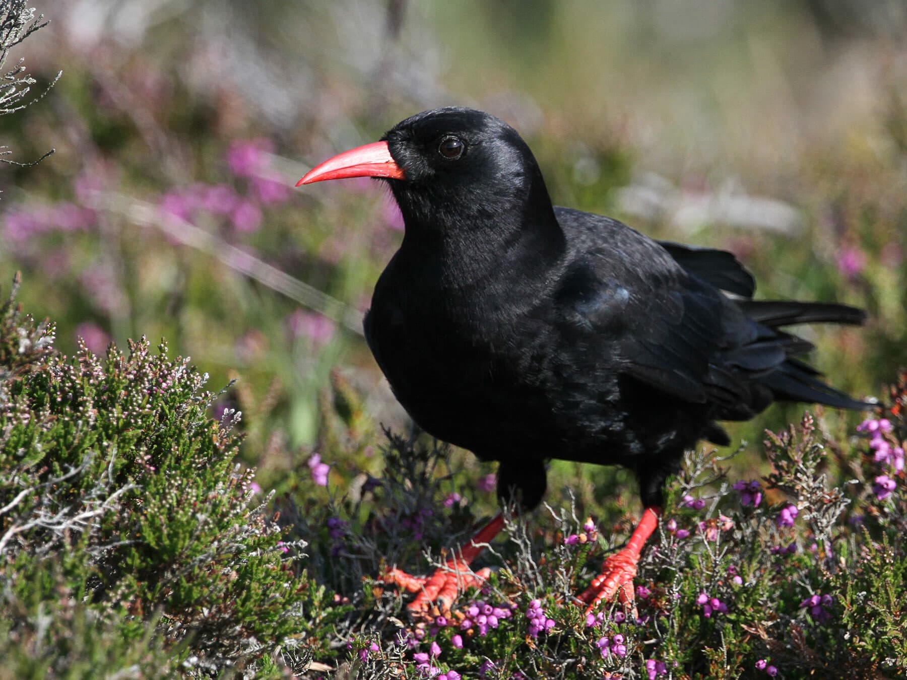 Chough 2