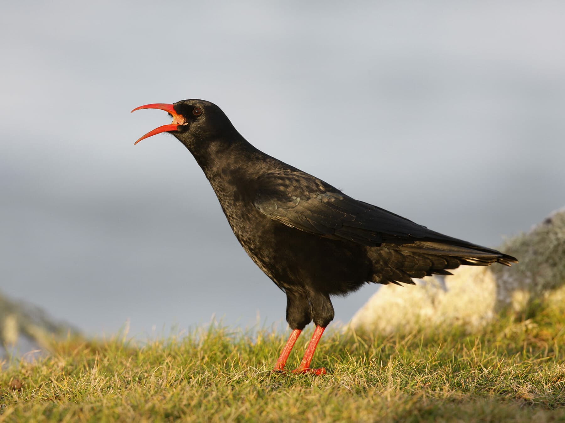 Chough 3