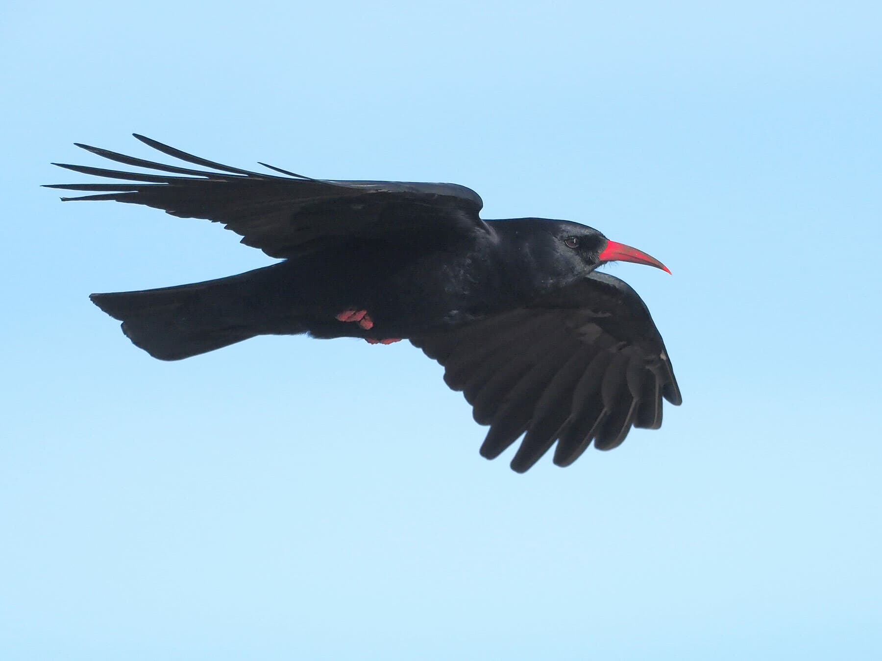 Chough 4