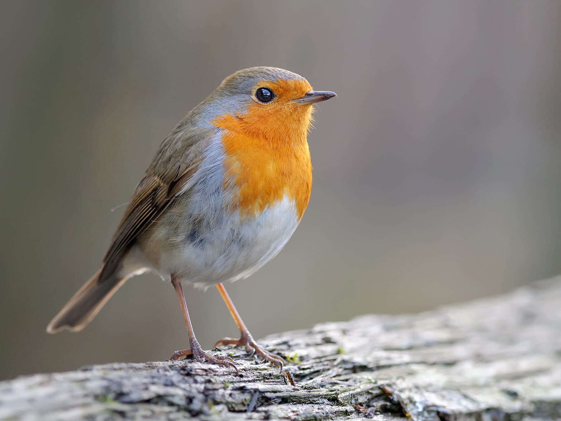 Close up of a robin