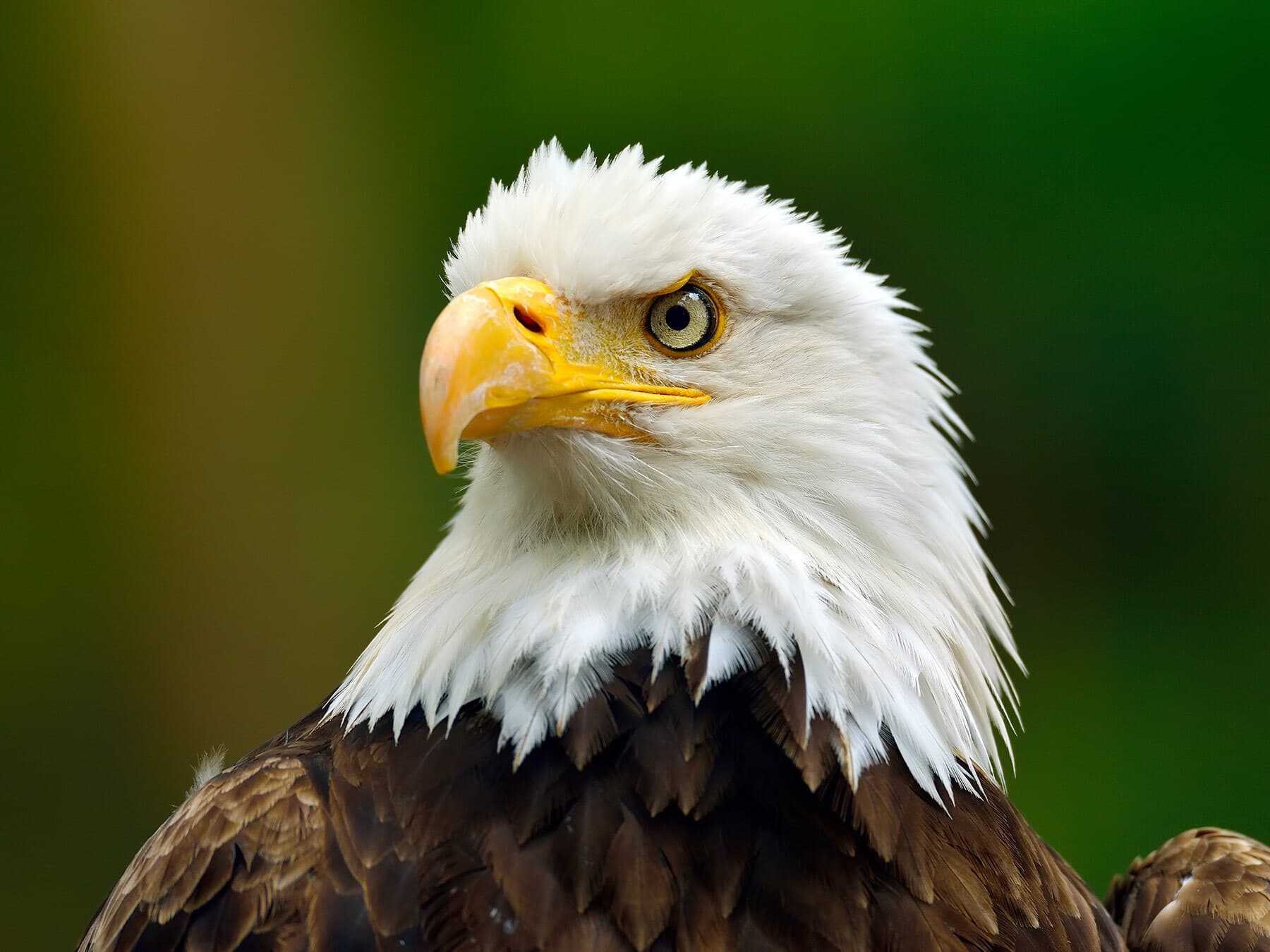 Close up of bald eagle