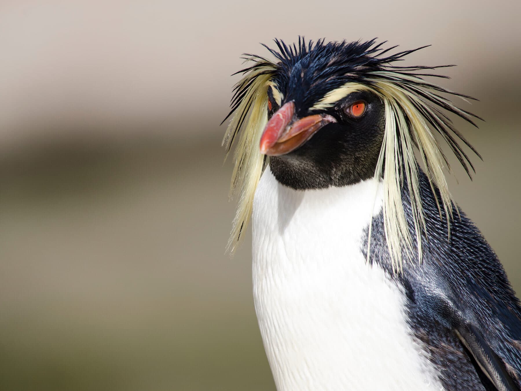 Close up of rockhopper penguin