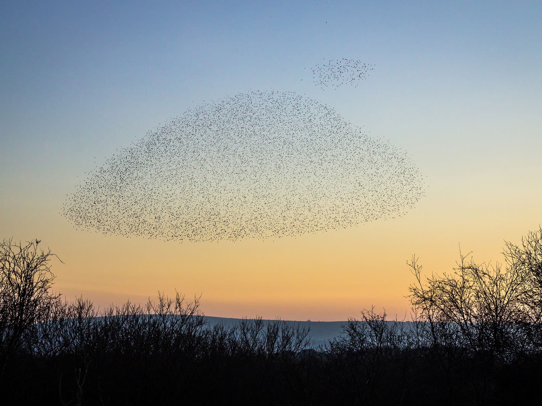 Cloud of starlings