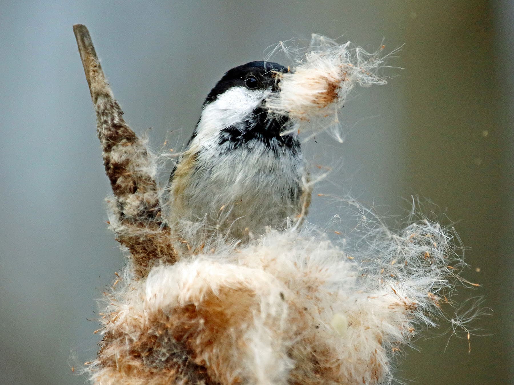 Coal tit collecting nesting materials