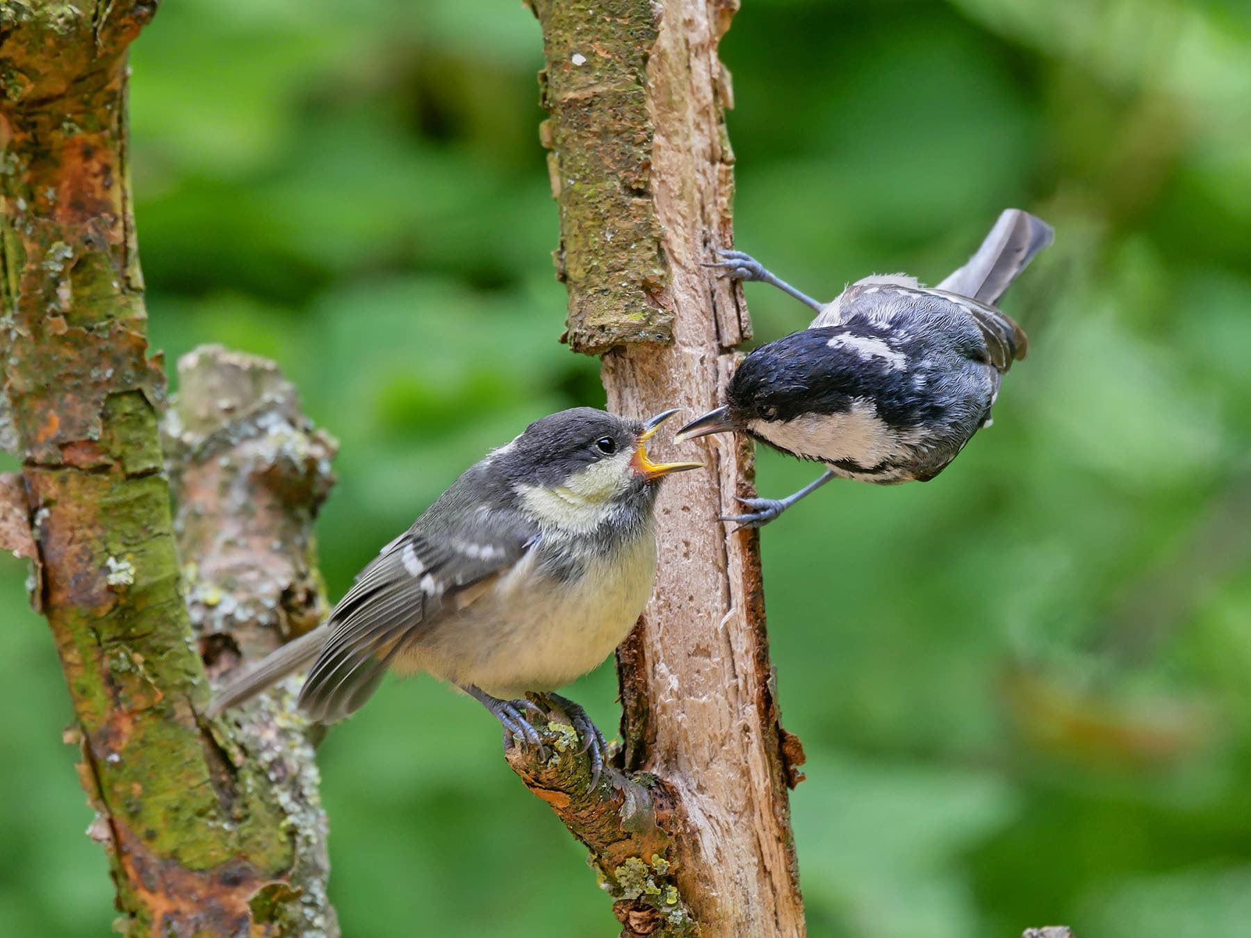 Coal tit feeding chick