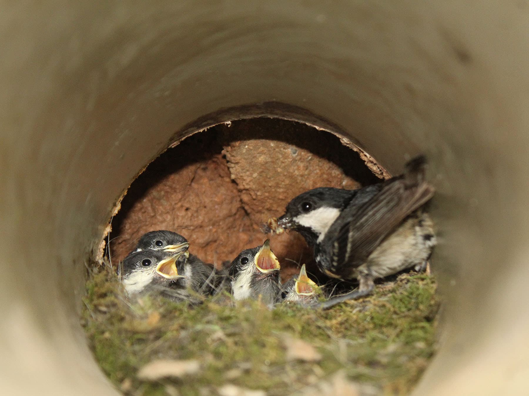 Coal tit nest