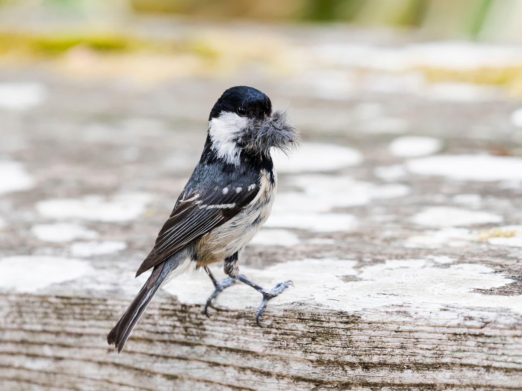 Coal tit nesting material