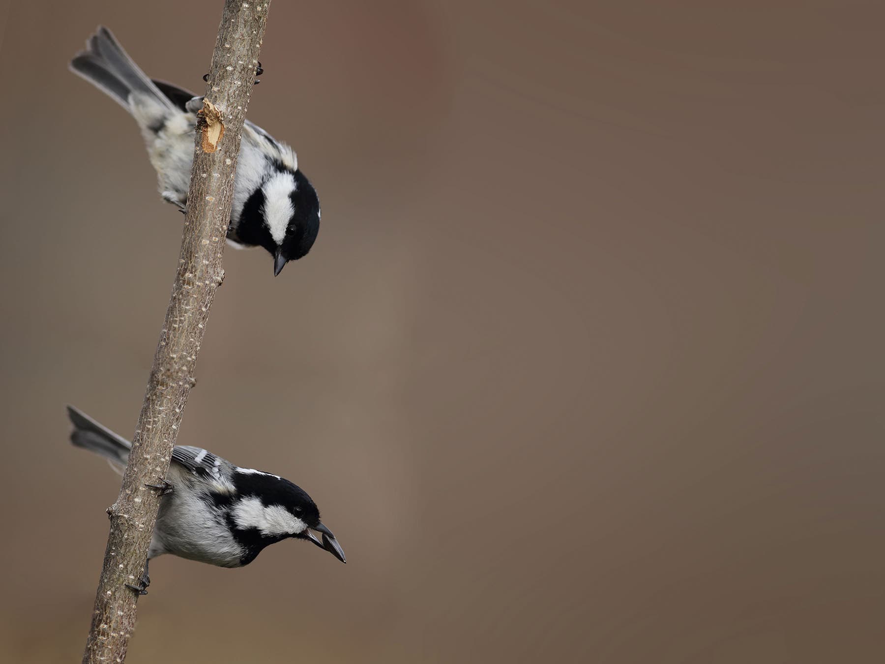 Coal tit pair