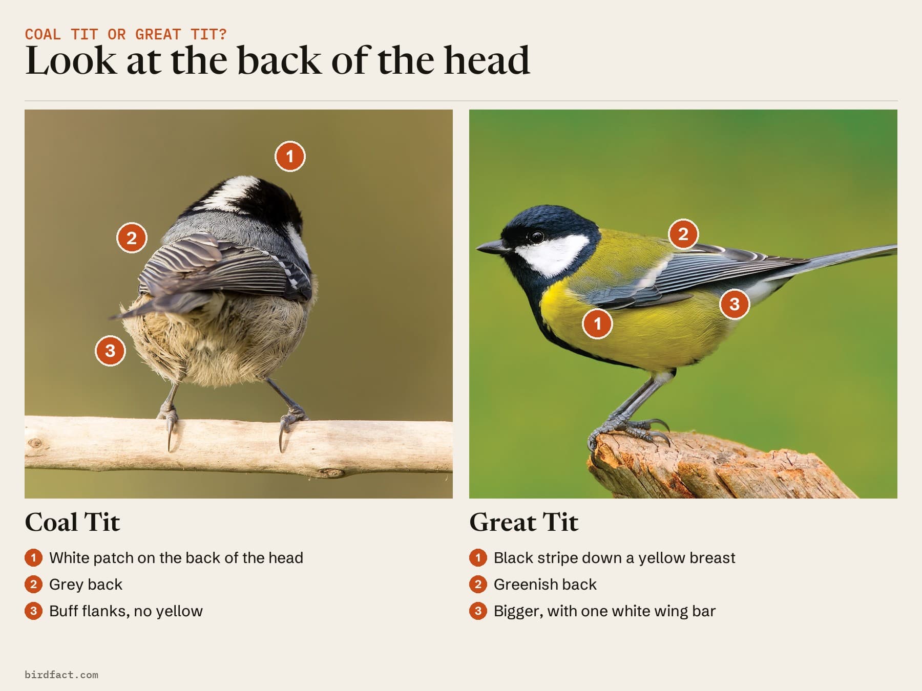 Comparison card, photos of a Coal Tit on the left and a Great Tit on the right, headed 'Look at the back of the head'. Coal Tit: white patch on the back of the head; grey back; buff flanks, no yellow. Great Tit: black stripe down a yellow breast; greenish back; bigger, with one white wing bar.