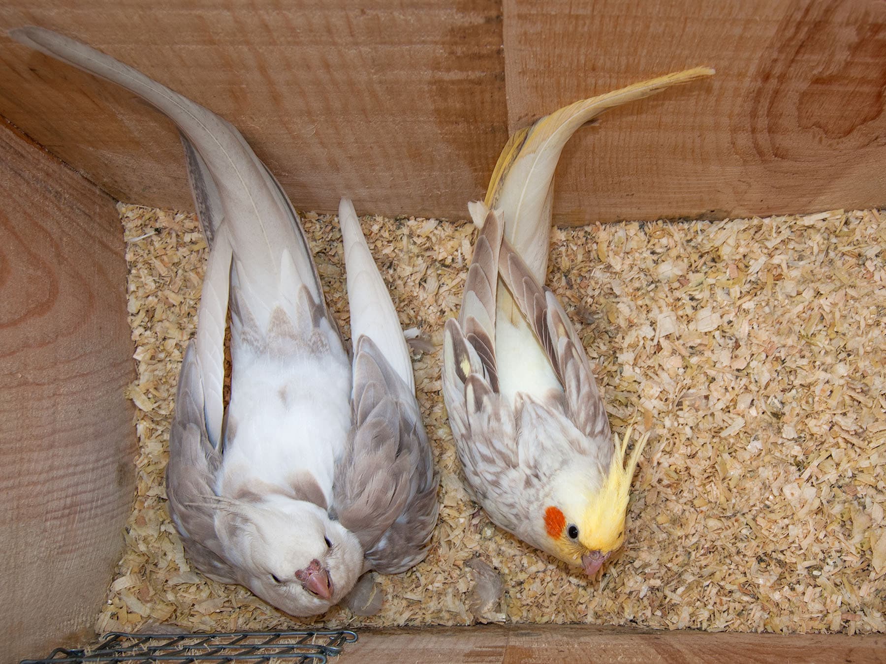 Cockatiel pair nesting