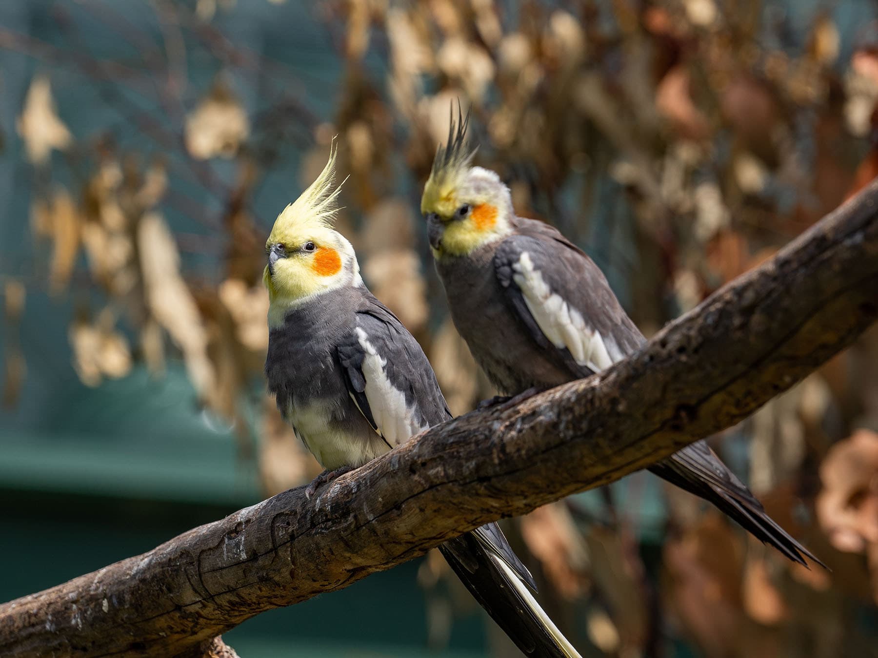 Cockatiel pair on branch