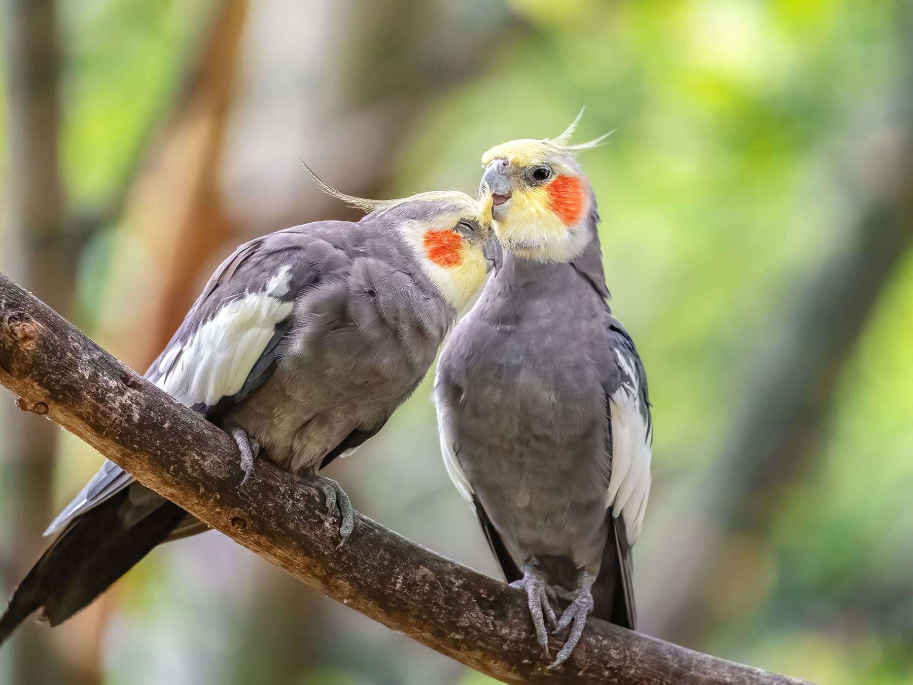 Cockatoos