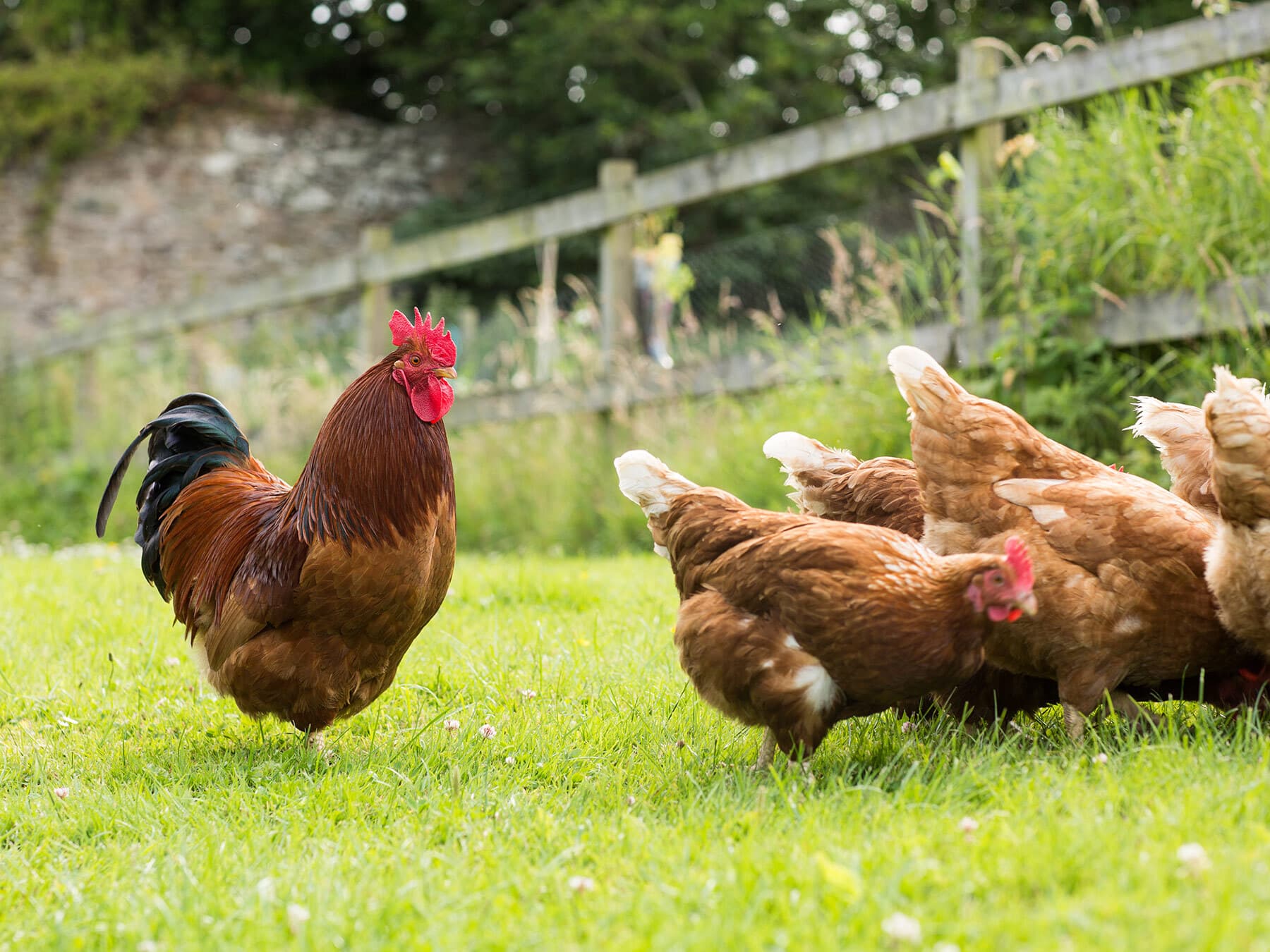 Cockerel with chicken group