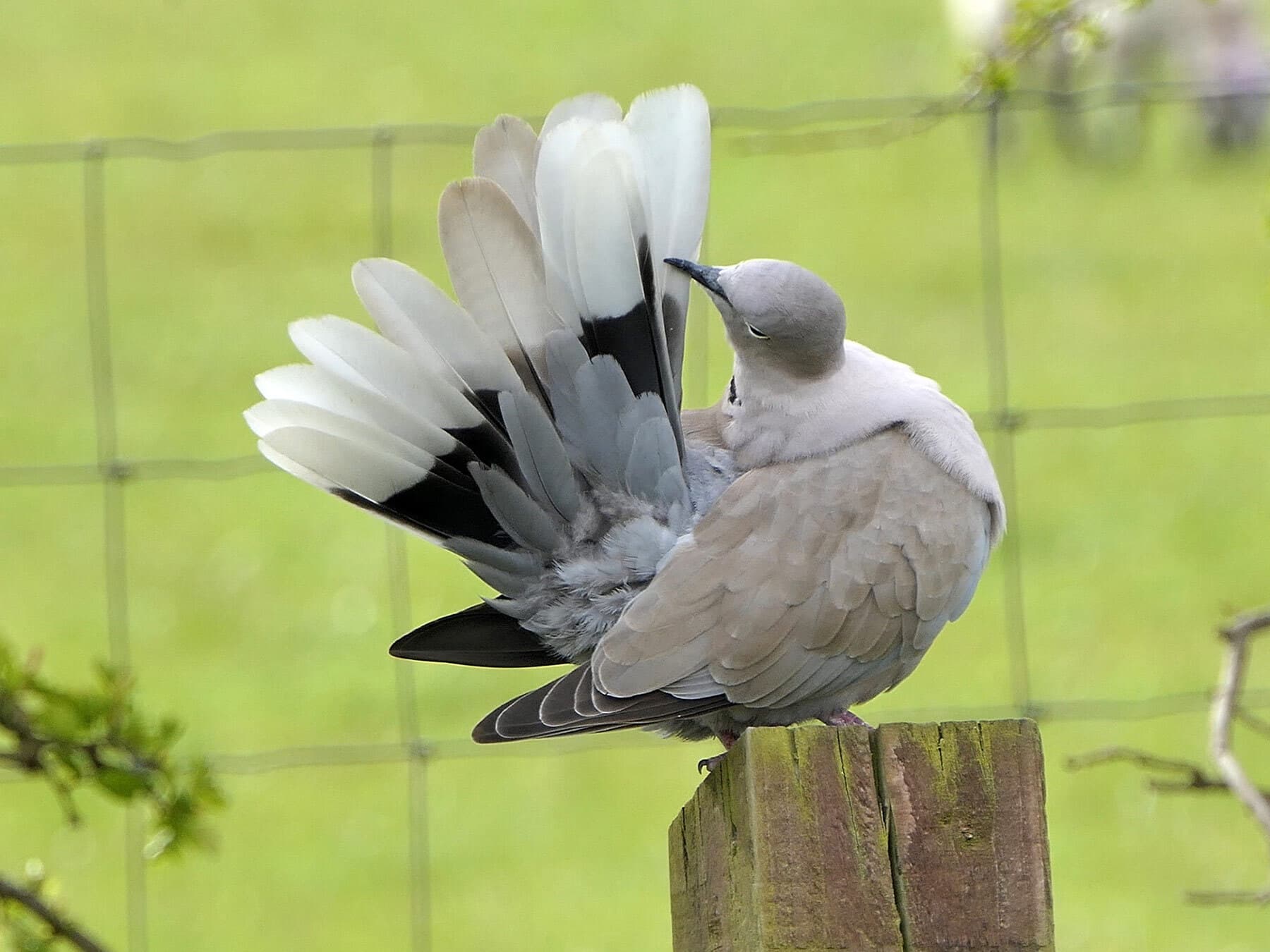 Collared Dove preening feathers