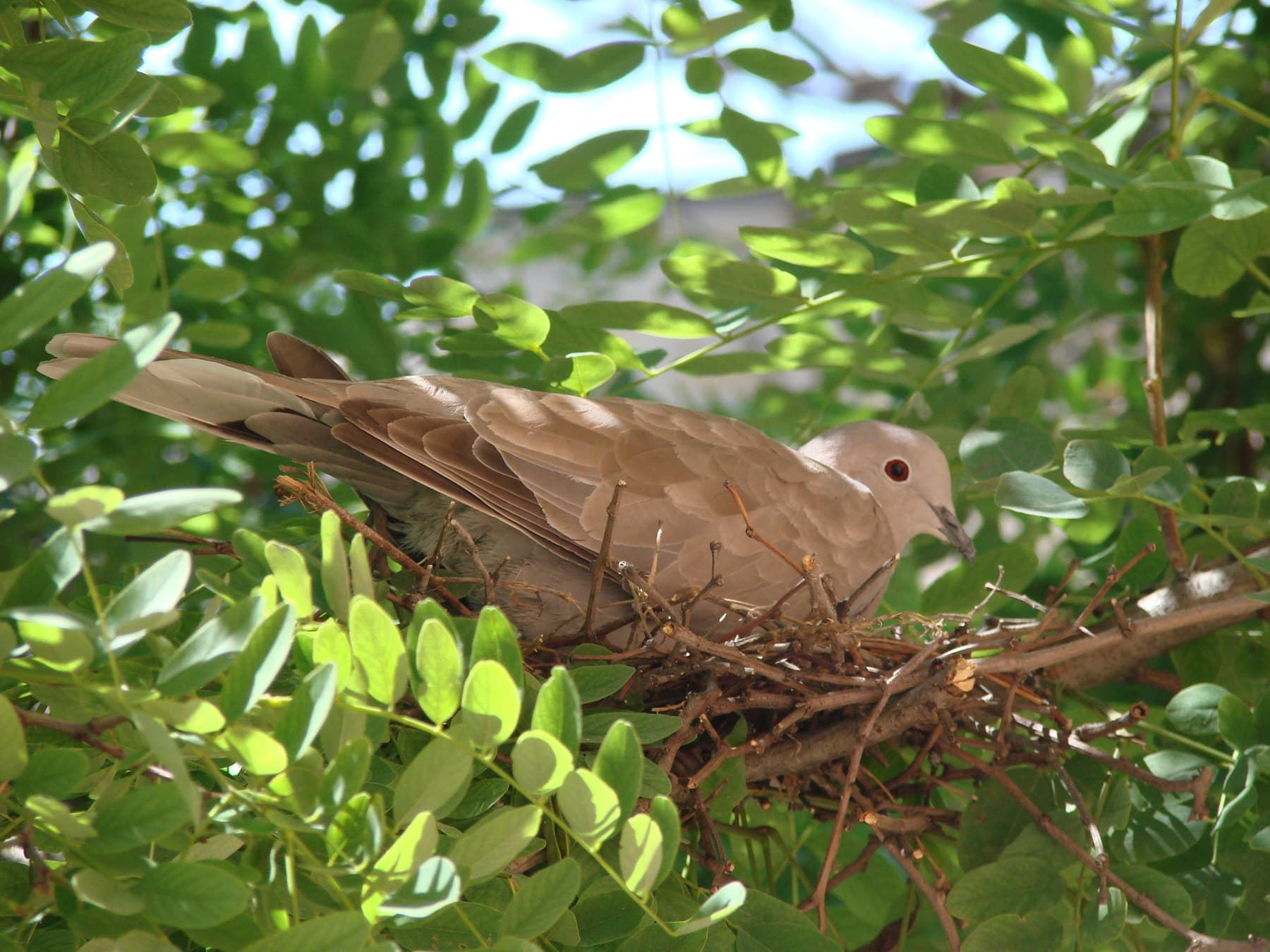 An adult Collared Dove sitting on its flimsy nest of twigs in a leafy tree