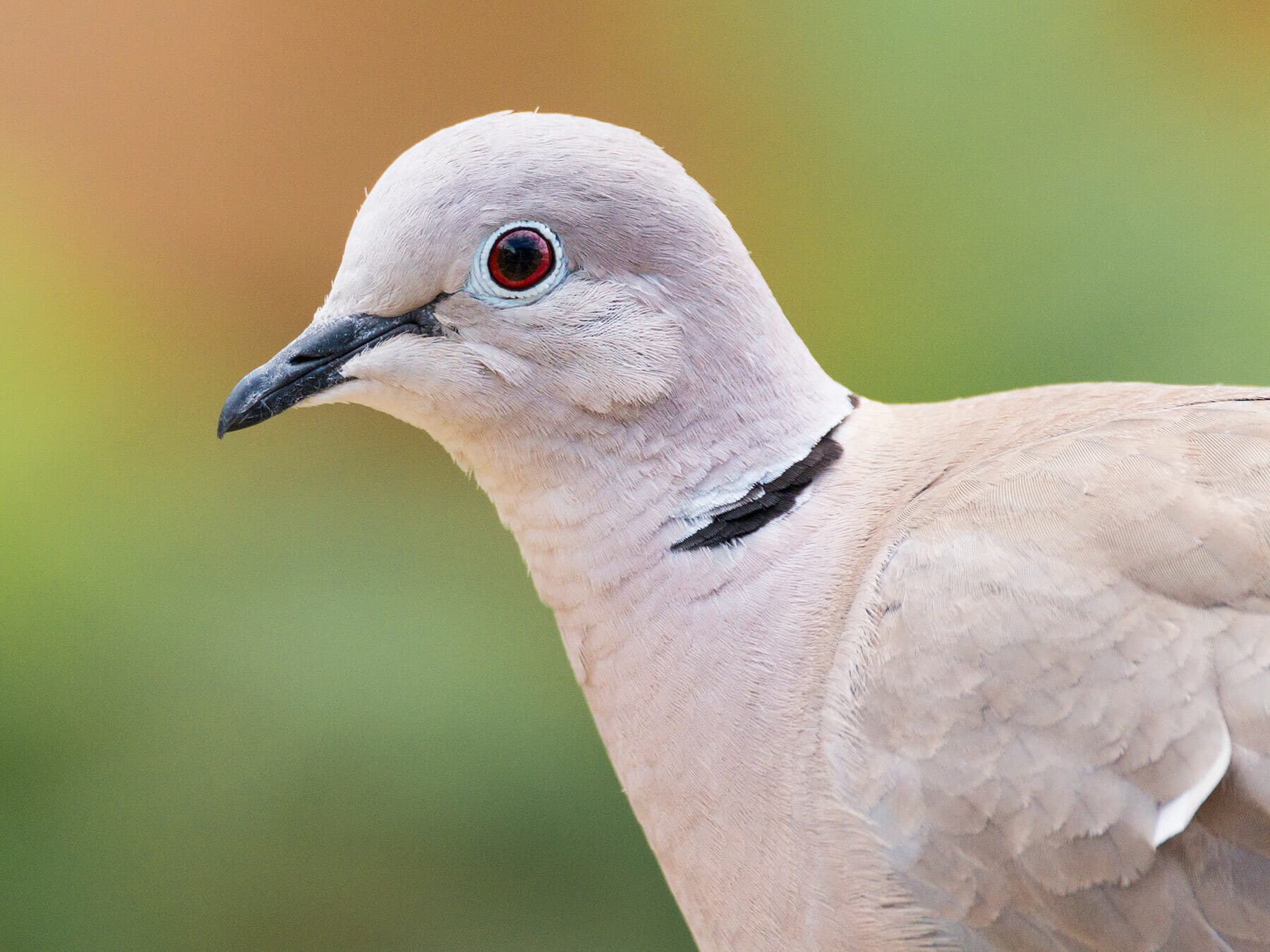 A Collared Dove's head close up: the deep red eye in a pale ring, the black bill and the black half-collar edged with white