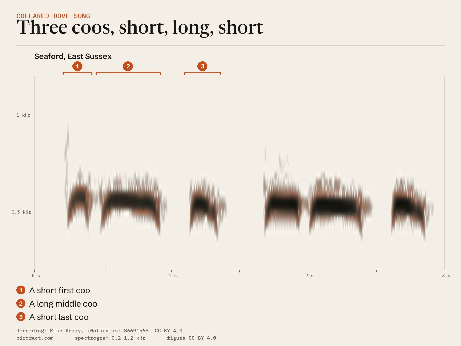 The first phrase of the Seaford recording as a spectrogram, pitch against time: three coos, short, long, short, about 1.2 seconds in all, then the next phrase. In this recording the bird sings nine phrases in about 13 seconds, one about every 1.5 seconds.