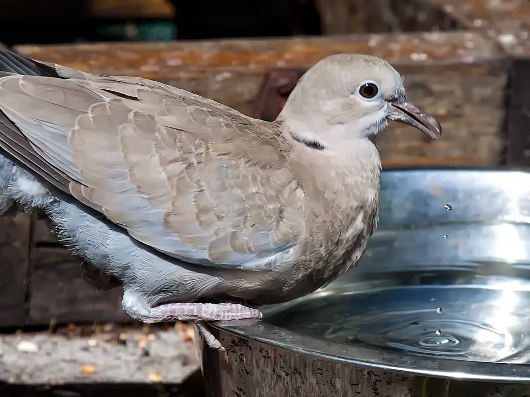 A young Eurasian Collared-Dove: the black collar is only partly grown, and the wing feathers have pale edges.