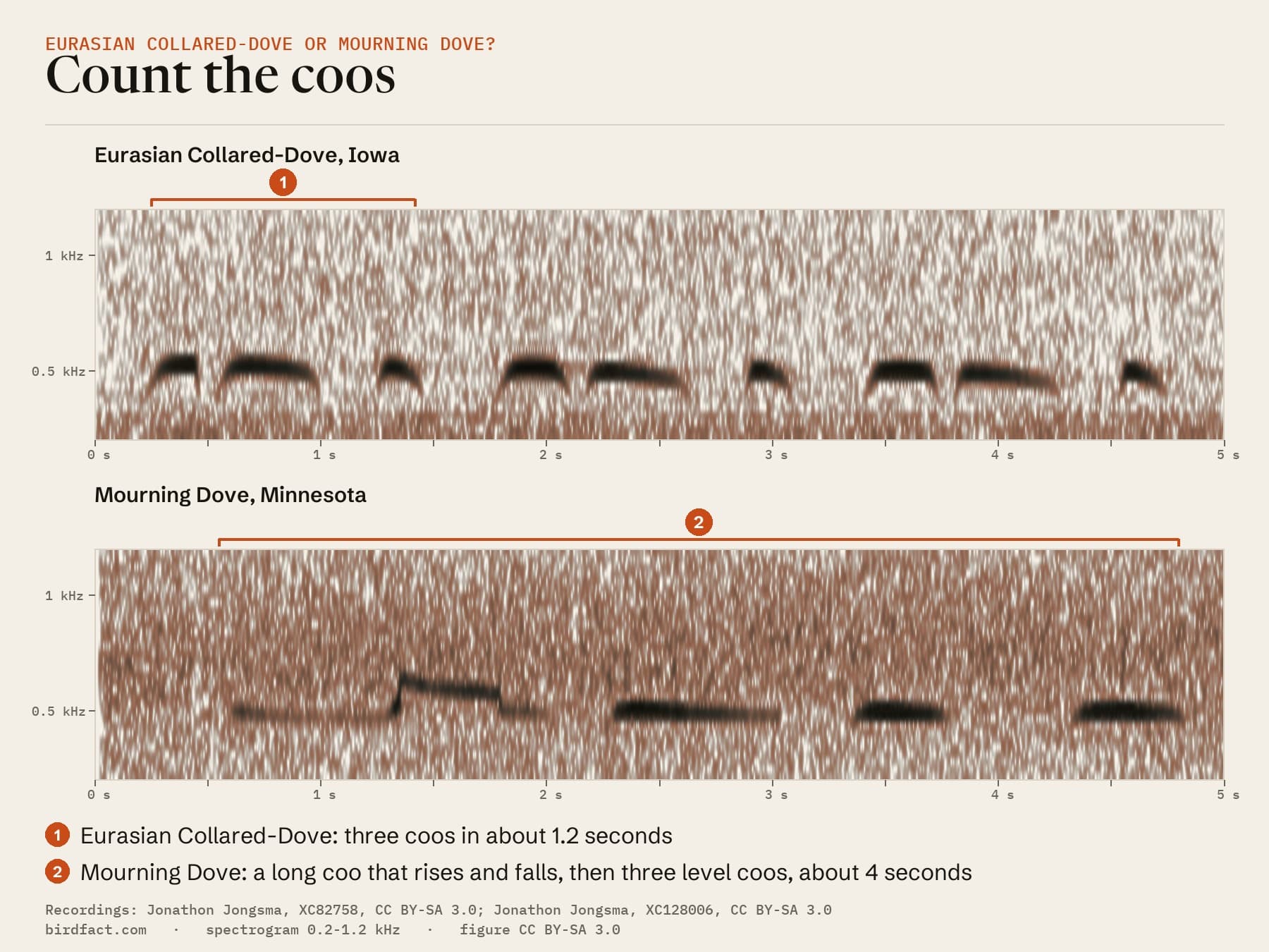 A Eurasian Collared-Dove in Iowa and a Mourning Dove in Minnesota on one time scale: the Collared Dove's three coos take about 1.2 seconds; the Mourning Dove's song, a long coo that rises and falls, then three level coos, about 4 seconds.
