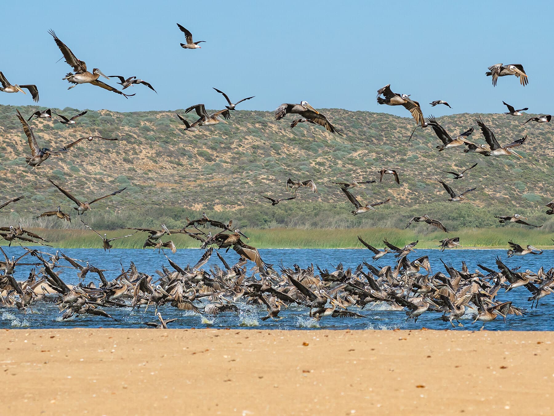 Colony of brown pelicans