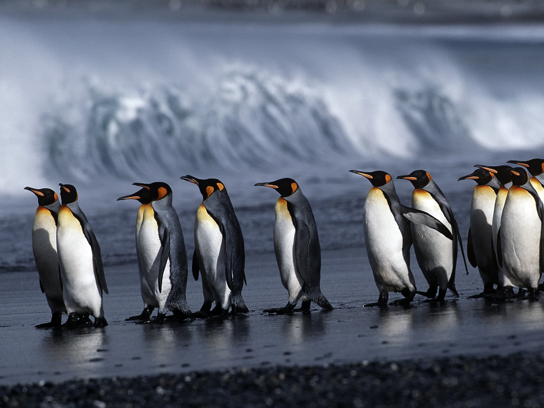 Colony of king penguins marching on beach