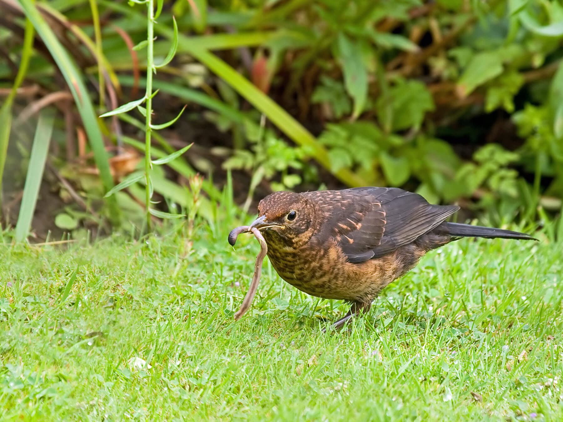 Common blackbird with worm