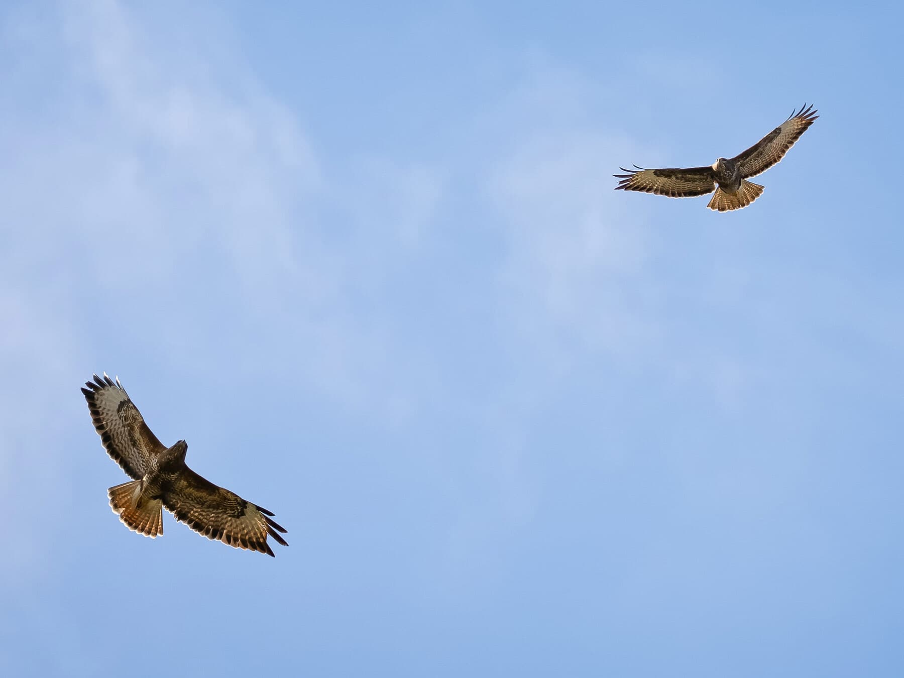 Common buzzard circling