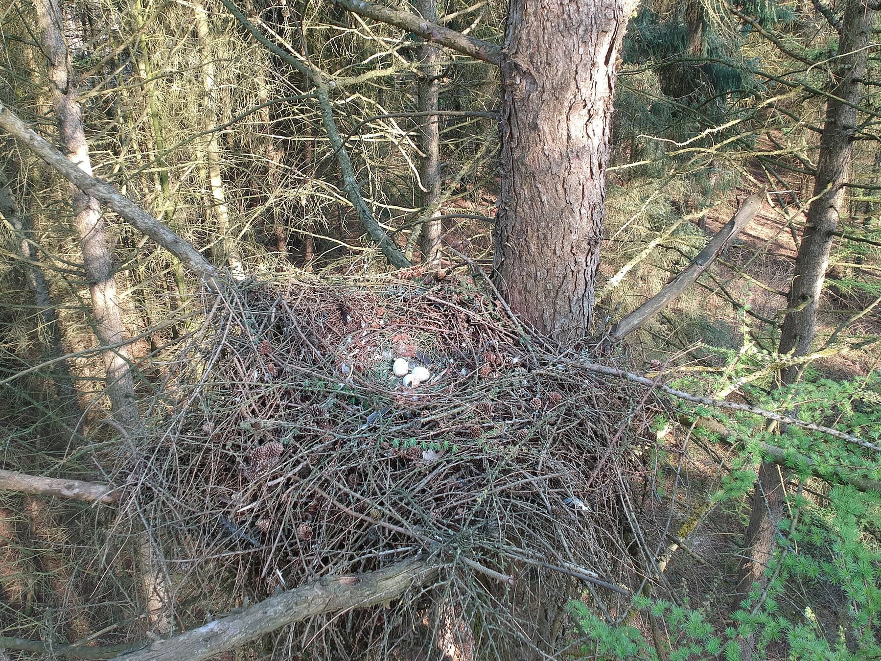 Common buzzard nest
